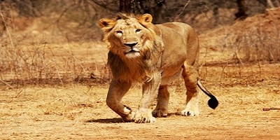 sasan gir tour