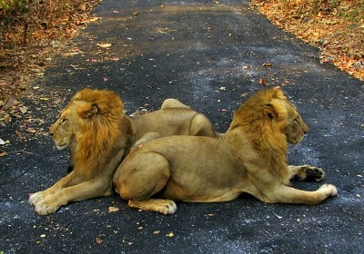 gir wildlife