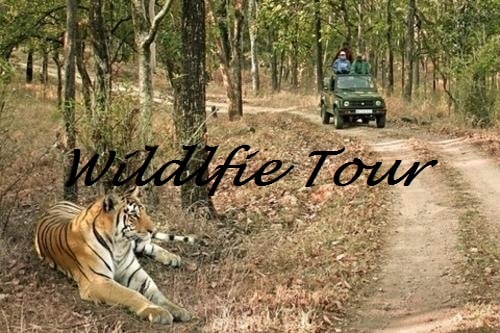 kanha wildlife sanctuary