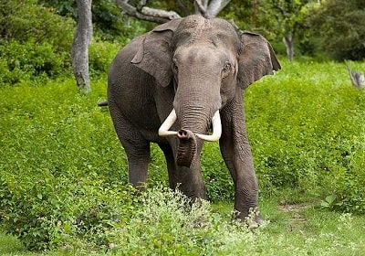 bandipur-national-park