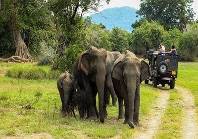 kerala-wildlife