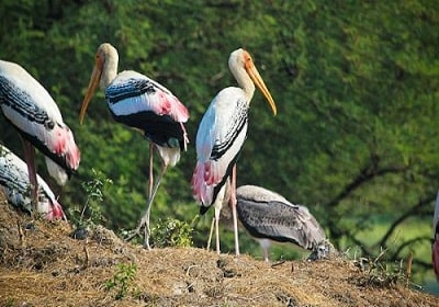 Sundervan Wildlife Tours