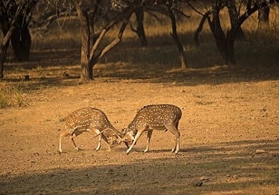 Rajasthan Wildlife Tours