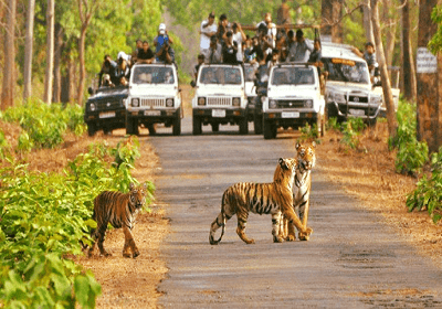 bandhavgarh Wildlife Tours