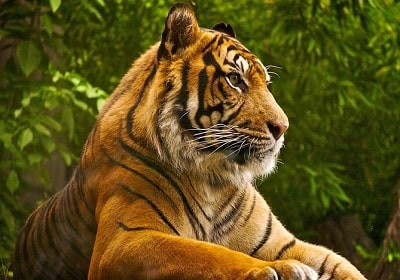 India Wildlife Tours