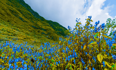 Valley of flowers